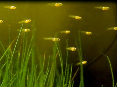 Guppy