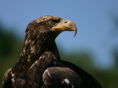 Gurney's Eagle