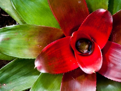 Guzmania (bromeliad)