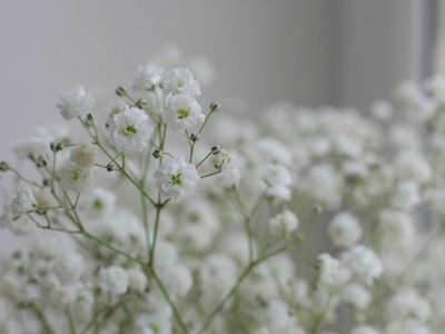 Gypsophila