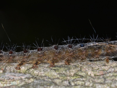 Gypsy moth