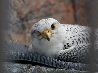 Gyrfalcon