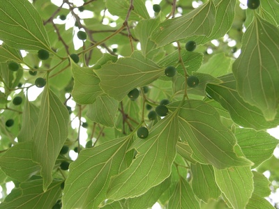 Hackberry