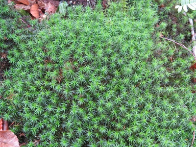Haircap moss
