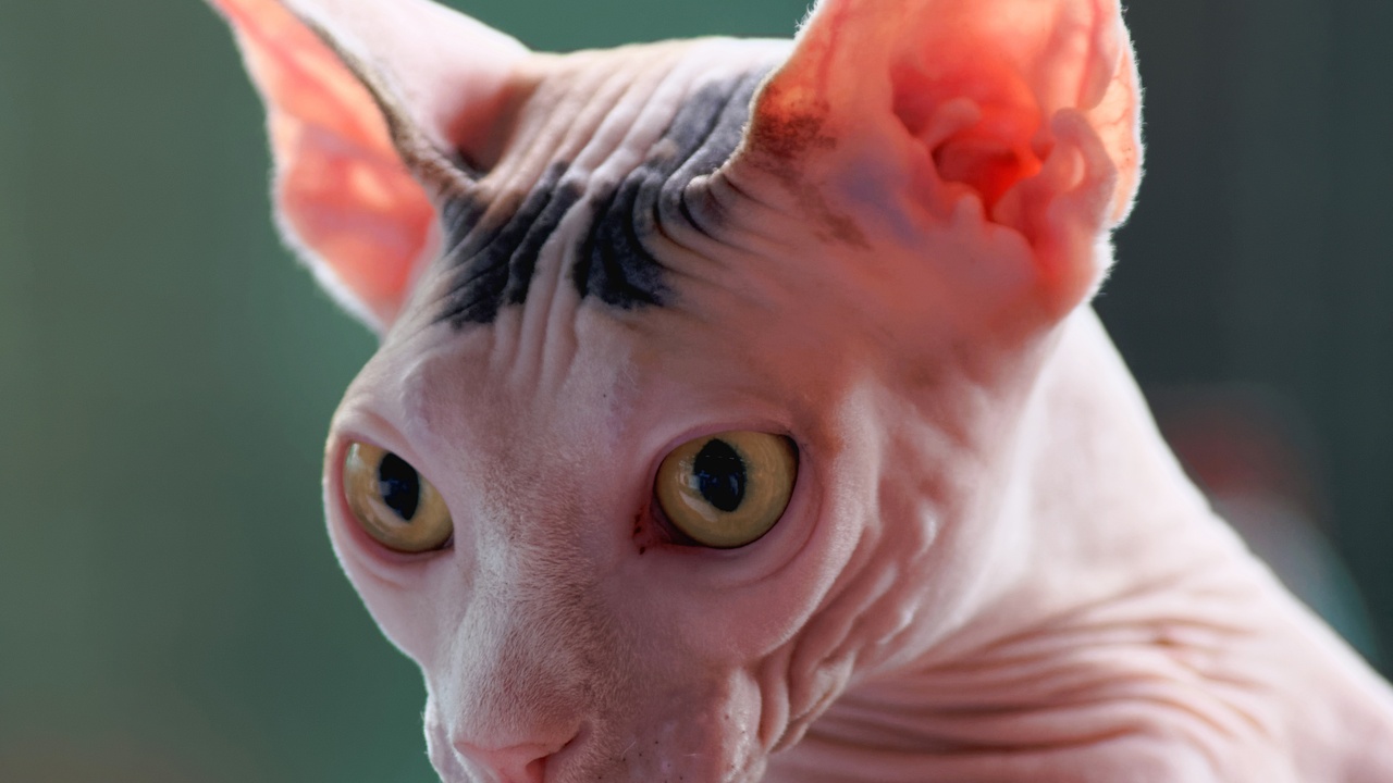 Hairless cat like Sphynx on a blanket being wiped down
