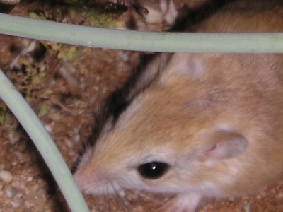 Hairy-footed gerbil