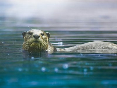 Hairy-nosed otter