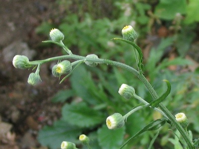 Hairy Fleabane