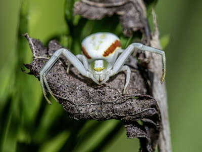 Hairy Green Crab Spider