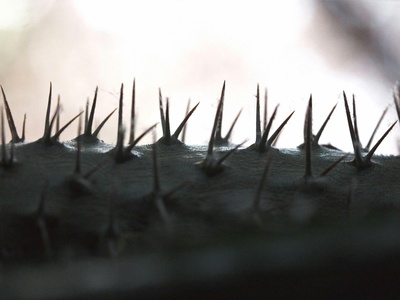 Hairy Screw-moss
