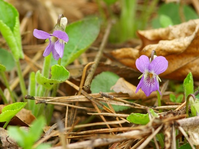Hairy Violet