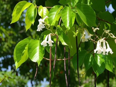 Haitian Catalpa