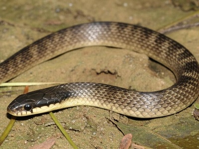 Half-ornamented Snake