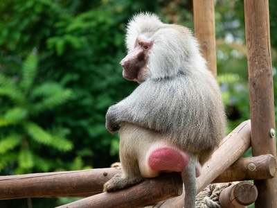 Hamadryas Baboon