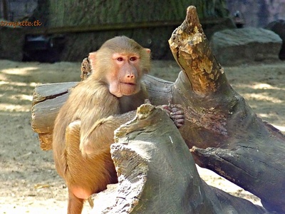 Hamadryas baboon