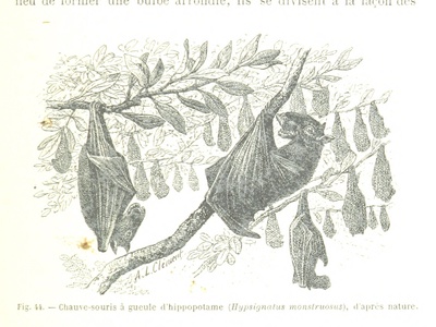 Hammer-headed fruit bat
