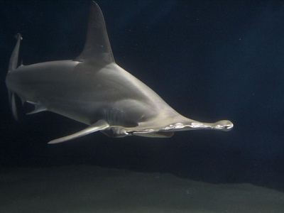 Hammerhead Shark