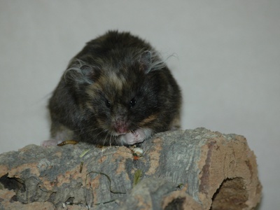 Hamster