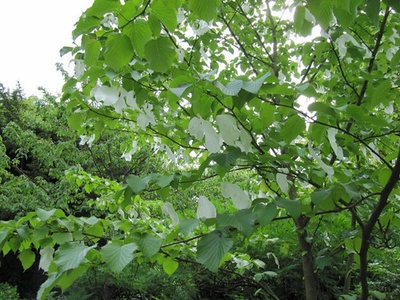 Handkerchief tree