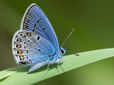 Handman's Blue