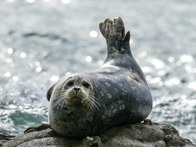 Harbor Seal