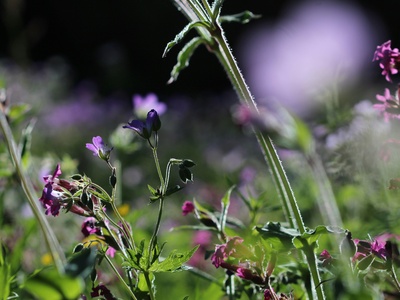 Hardy Geranium