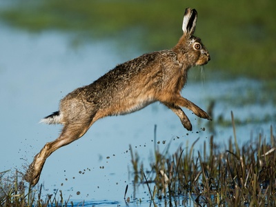 Hare
