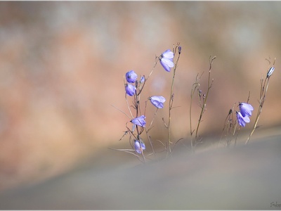 Harebell