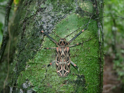 Harlequin Beetle