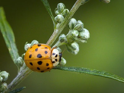 Harlequin Ladybeetle