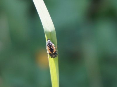 Harlequin Ladybug