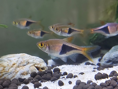 Harlequin rasbora