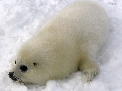 Harp seal
