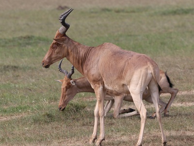 Hartebeest