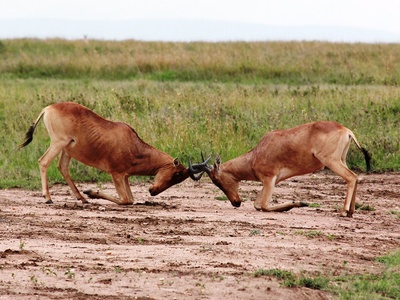 Hartebeest