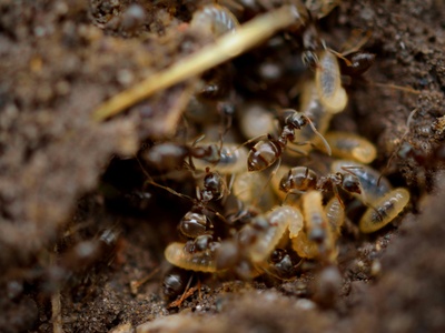 Harvester Termite