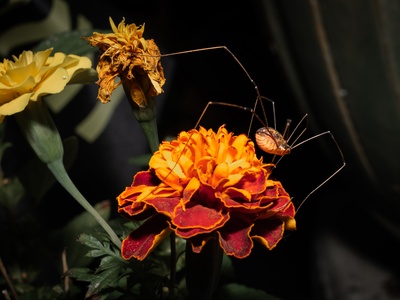 Harvestman