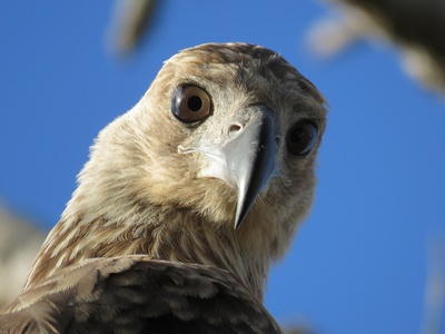 Hawk