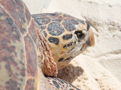 Hawksbill Sea Turtle
