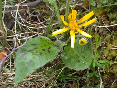 Hawkweed