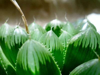 Haworthia 'Window'