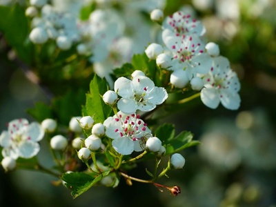 Hawthorn