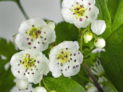 Hawthorn