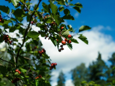 Hawthorn Berry