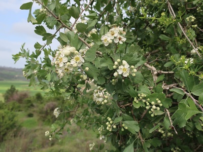 Hawthorn (Glog)