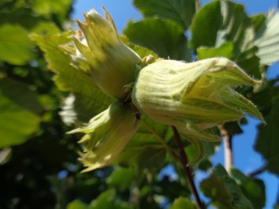 Hazelnut (Lješnjak)