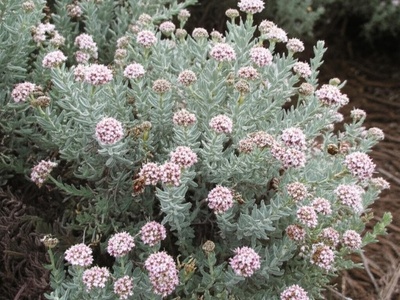 Headed Germander