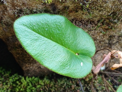 Heart Fern
