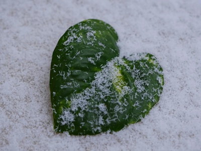 Heartleaf Iceplant