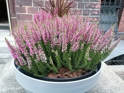 Heather
